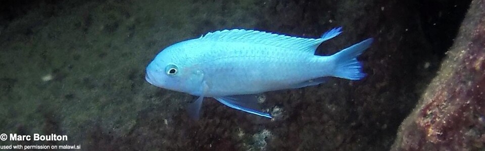 Maylandia callainos 'Mara Rocks'<br><font color=gray>Metriaclima callainos 'Mara Rocks'</font> 