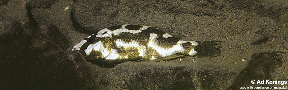 Nimbochromis livingstonii 'Mara Rocks'