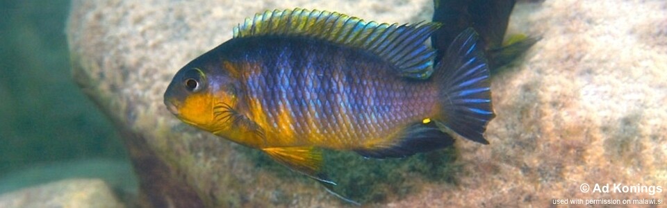 Tropheops gracilior 'Mara Rocks'