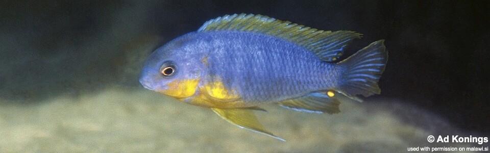 Tropheops sp. 'mauve yellow' Mara Rocks