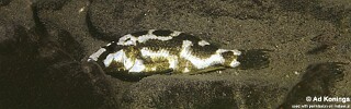 Nimbochromis livingstonii 'Mara Rocks'.jpg