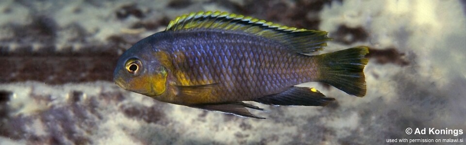 Tropheops sp. 'orange chest' Masasa Reef<br><font color=gray>Tropheops tropheops 'Masasa Reef'</font> 