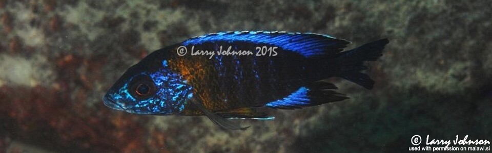 Aulonocara saulosi 'Masimbwe Island'
