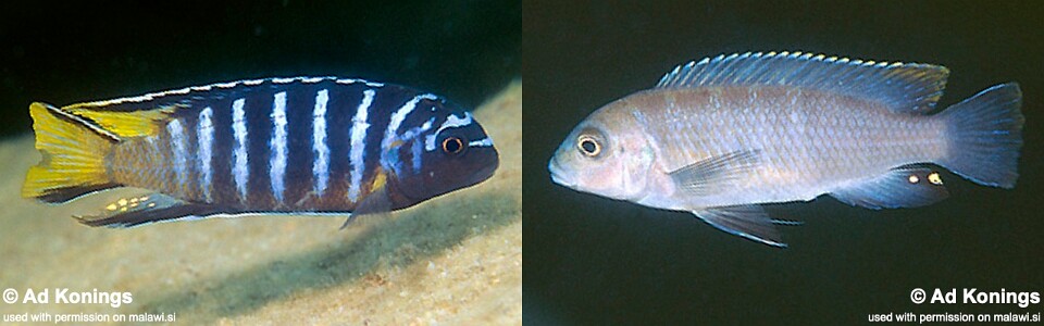 Chindongo sp. 'elongatus masimbwe' Masimbwe Island 