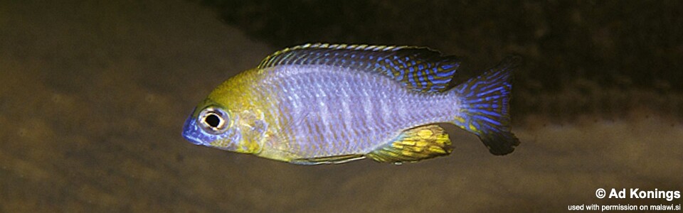 Lethrinops sp. 'yellow collar' Masimbwe Island