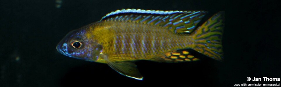 Aulonocara gertrudae 'Masinje'