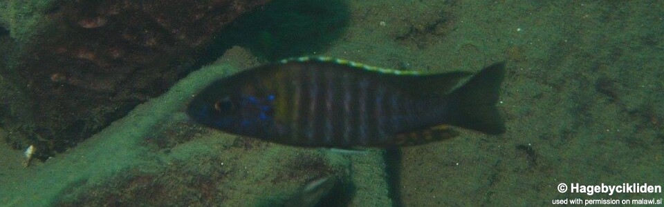 Aulonocara saulosi 'Masinje'