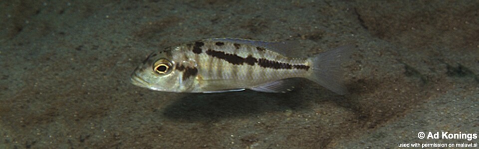 Buccochromis heterotaenia 'Masinje'