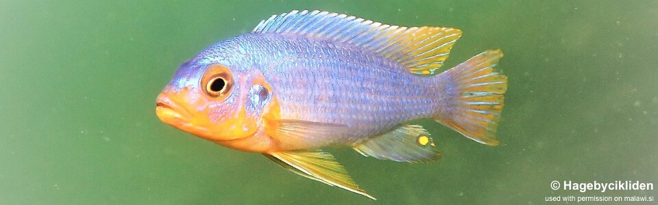 Maylandia chrysomallos 'Masinje'<br><font color=gray>Metriaclima chrysomallos 'Masinje'</font> 