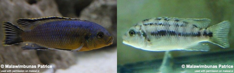 Petrotilapia genalutea 'Masinje'