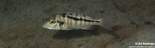 Buccochromis heterotaenia 'Masinje'.jpg
