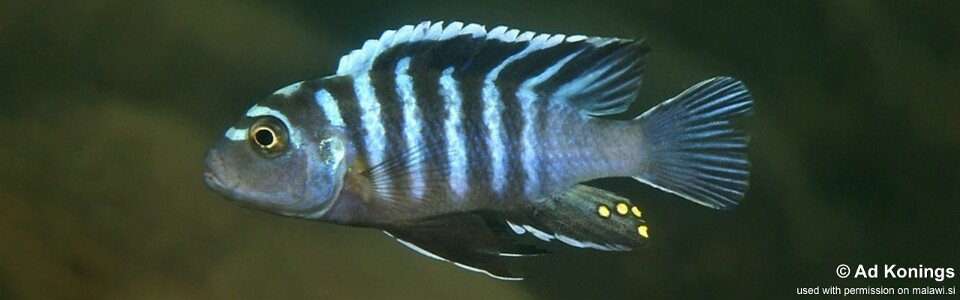 Cynotilapia zebroides 'Matema'
