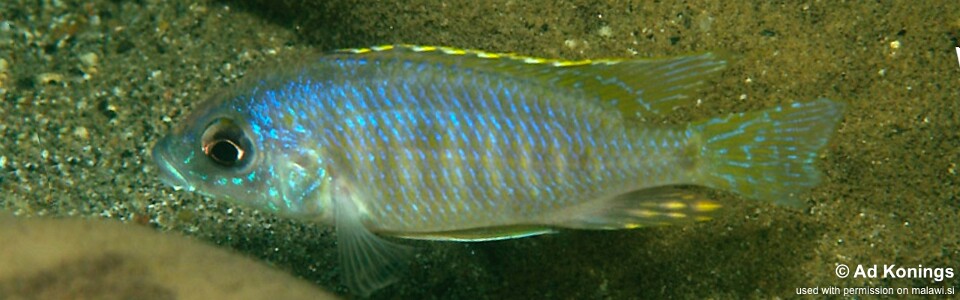 Otopharynx sp. 'heterodon ikombe' Matema