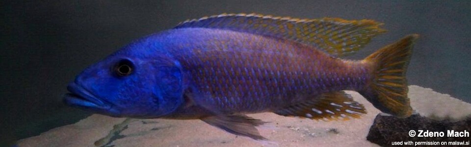 Tyrannochromis nigriventer 'Matema'