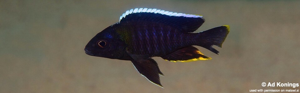 Aulonocara sp. 'yellow collar' Mazinzi Reef