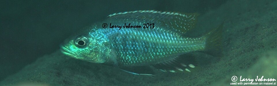 Corematodus taeniatus 'Mazinzi Reef'