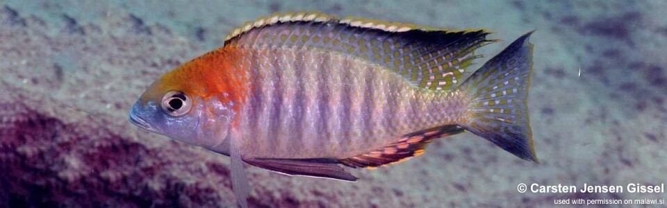 Lethrinops turneri 'Mazinzi Reef'<br><font color=gray>Lethrinops sp. 'red cap tsano' Mazinzi Reef</font>
