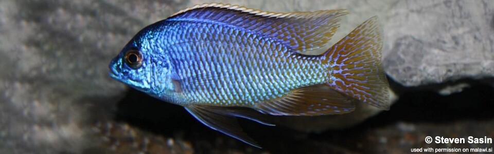 Protomelas taeniolatus 'Mazinzi Reef'