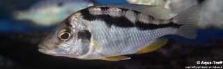 Mylochromis mola 'Mazinzi Reef'.jpg