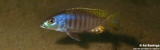 Sciaenochromis psammophilus 'Mazinzi Reef'.jpg