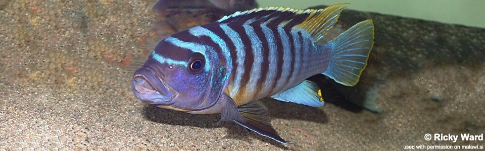 Maylandia fainzilberi 'Mbahwa'<br><font color=gray>Metriaclima fainzilberi 'Mbahwa'</font> 