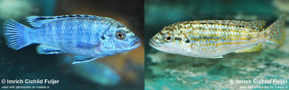 Labidochromis joanjohnsonae 'Mbako Bay'