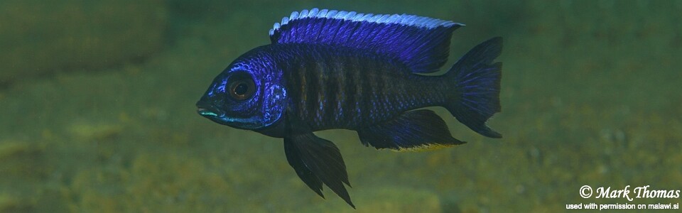 Copadichromis sp. 'kawanga' Mbamba Bay