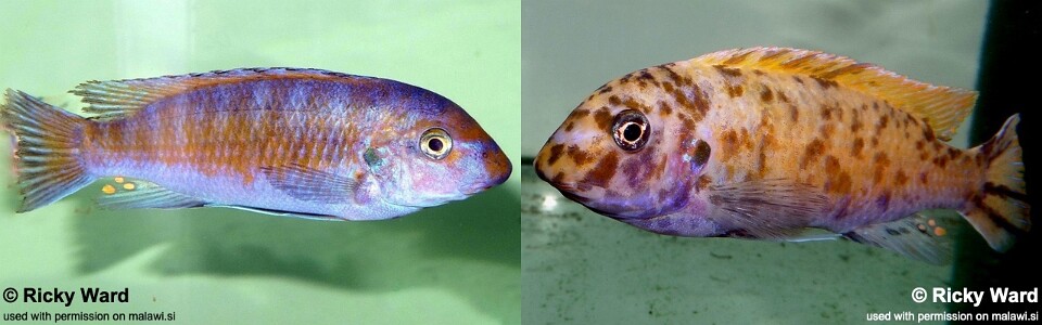 Labeotropheus fuelleborni 'Mbamba Bay'