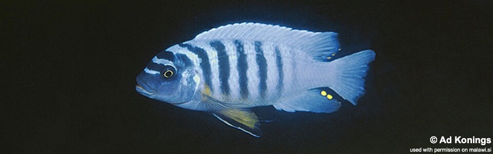 Maylandia fainzilberi 'Mbamba Bay'<br><font color=gray>Metriaclima fainzilberi 'Mbamba Bay'</font> 