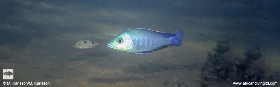 Protomelas kirkii 'Mbamba Bay'