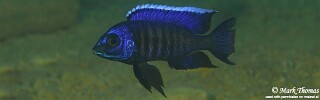 Copadichromis sp. 'kawanga' Mbamba Bay.jpg