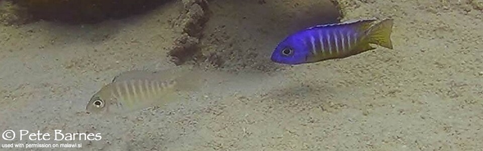 Aulonocara hueseri 'Mbamba Island'