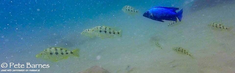 Fossorochromis rostratus 'Mbamba Island'