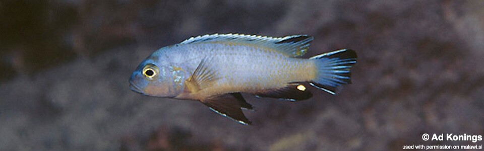 Maylandia sp. 'lime' Mbamba Islands<br><font color=gray>Metriaclima sp. 'lime' Mbamba Islands</font> 