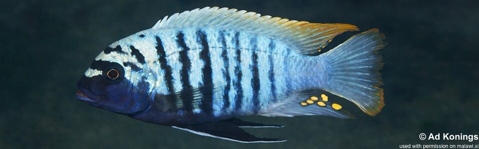 Maylandia zebra 'Mbamba Islands'<br><font color=gray>Metriaclima zebra 'Mbamba Islands'</font>