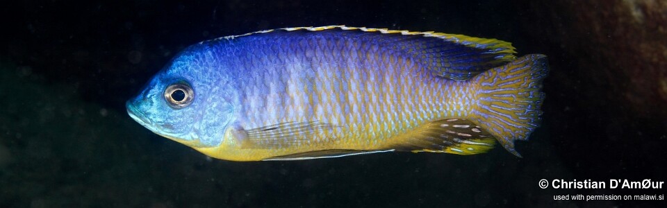 Otopharynx sp. 'auromarginatus margrette' Mbamba Islands