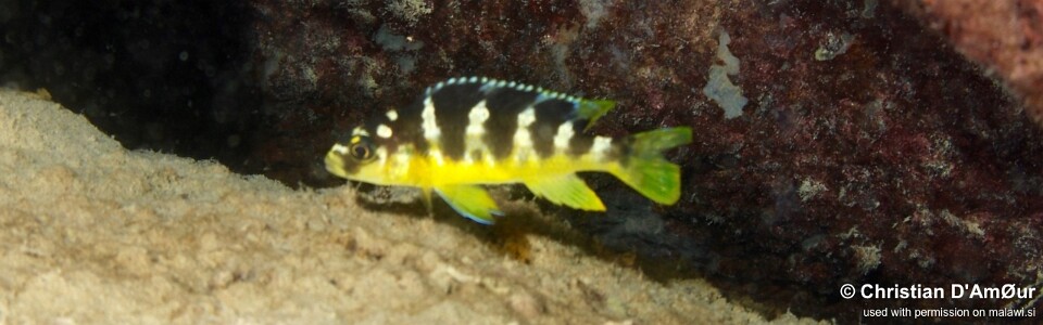 Pseudotropheus crabro 'Mbamba Island'