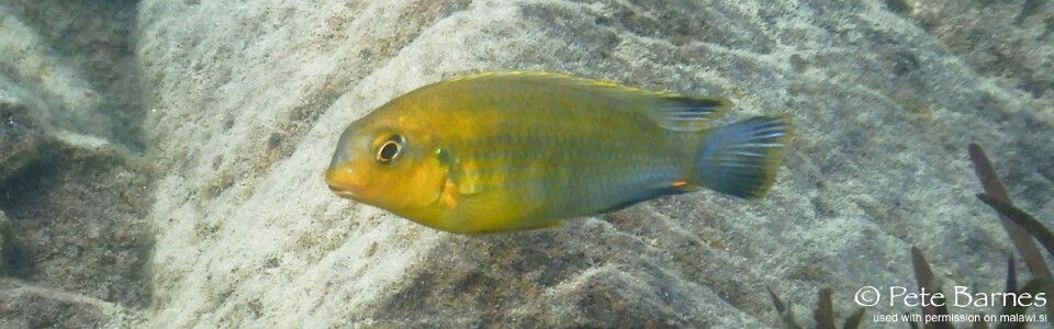 Tropheops sp. 'yellow chin' Mbamba Islands