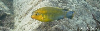 Tropheops sp. 'yellow chin' Mbamba Islands.jpg