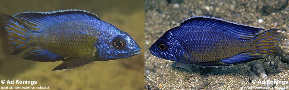 Aulonocara koningsi 'Mbenji Island' 