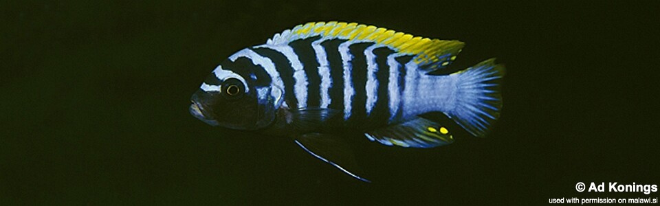 Cynotilapia zebroides 'Mbenji Island'