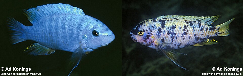 Labeotropheus fuelleborni 'Mbenji Island'