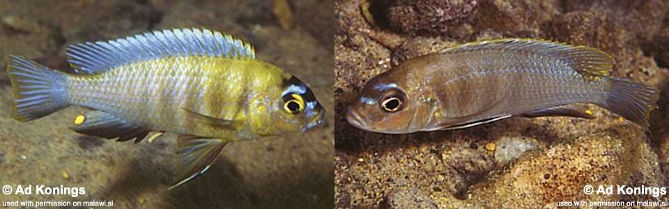 Maylandia sp. 'patricki' Mbenji Island<br><font color=gray>Metriaclima  sp. 'patricki' Mbenji Island</font> 