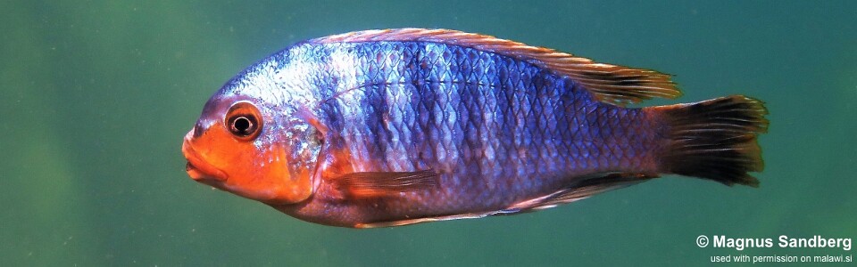 Petrotilapia sp. 'yellow chin' Mbenji Island