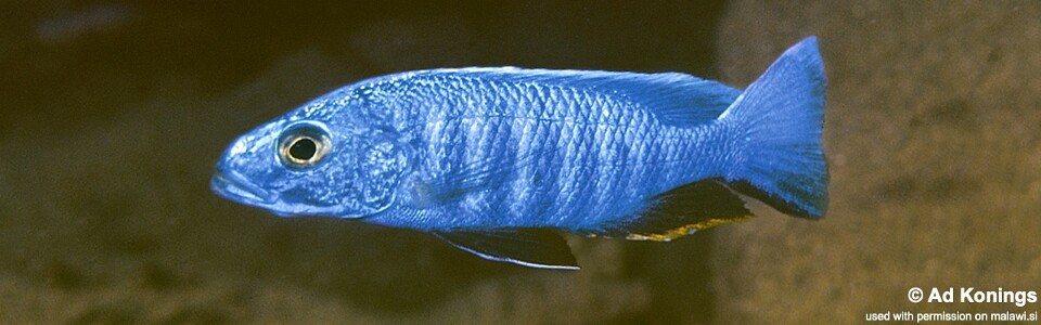 Sciaenochromis fryeri 'Mbenji Island'