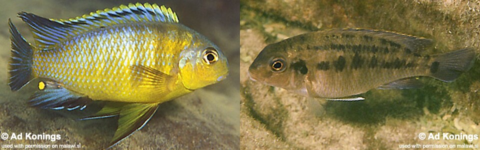 Tropheops sp. 'mbenji yellow' Mbenji Island