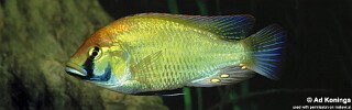 Astatotilapia calliptera 'Mbenji Island'.jpg