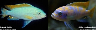 Maylandia mbenjii 'Mbenji Island'.jpg