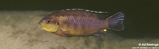 Petrotilapia sp. 'fuscous' Mbenji Island.jpg