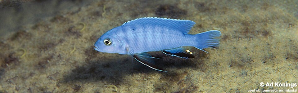 Chindongo socolofi 'Mbweca Rocks'